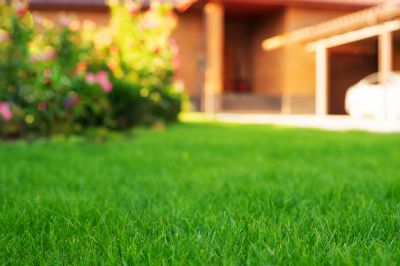 Lawn Repair Service detail