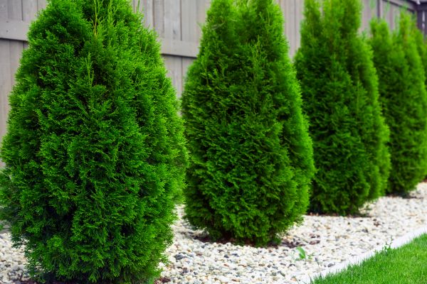 Arborvitae Planting in Costa Mesa