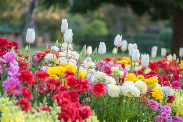 Gardening Service in Costa Mesa