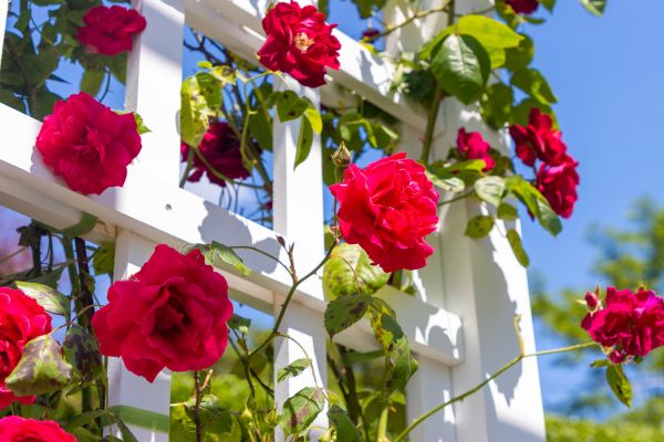 Home Gardening Service in Costa Mesa