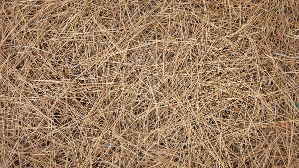 Pine Needles Delivery in Costa Mesa