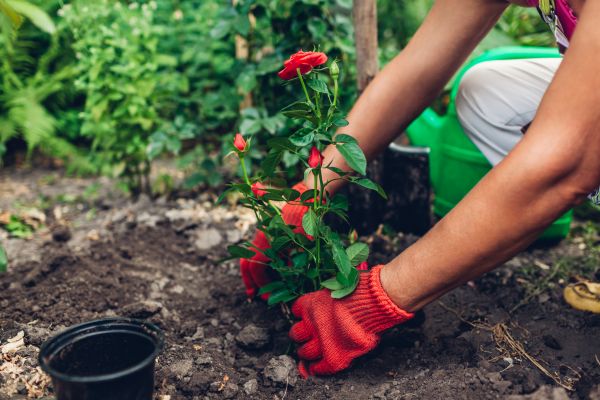 Planting Service in Costa Mesa