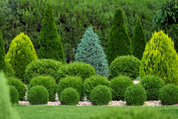 Shrub Replacement in Costa Mesa