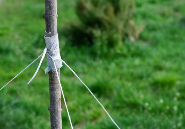 Tree Staking Service in Costa Mesa
