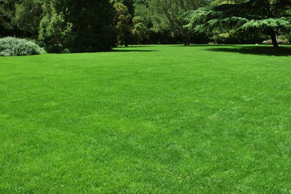 Lawn Landscaping in Costa Mesa