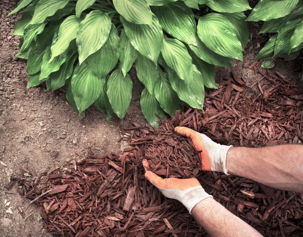 Shredded Mulch Service in Costa Mesa