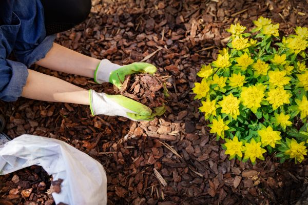 Pine Bark Mulch Installation in Costa Mesa