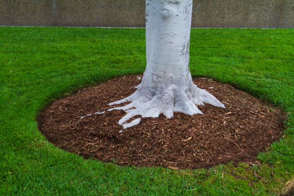 Brown Mulch Installation in Costa Mesa