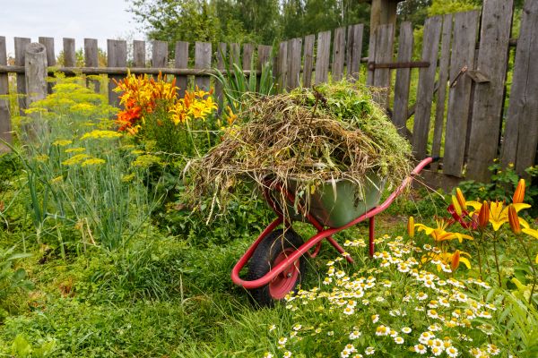 Garden Cleanup Service in Costa Mesa
