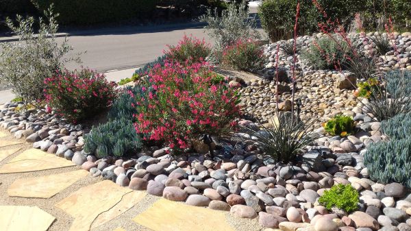 Xeriscape Landscaping in Costa Mesa