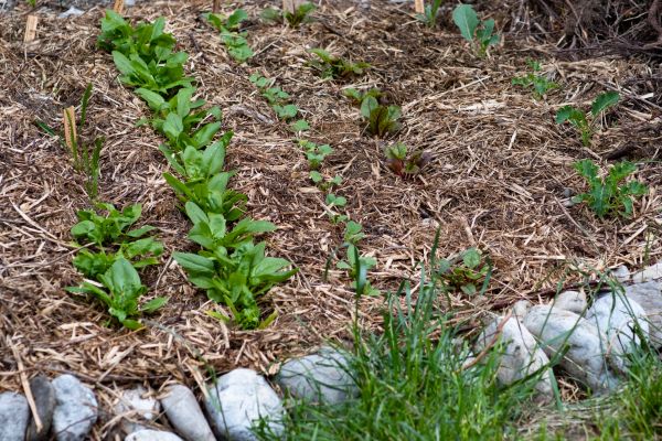 Mulch Service in Costa Mesa