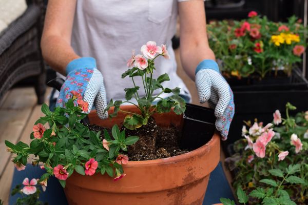 Plant Care Service in Costa Mesa