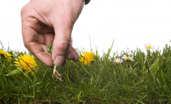 Lawn Weeding in Costa Mesa