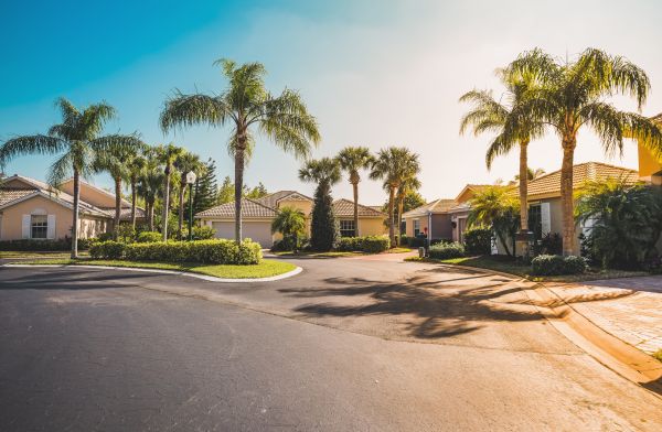 Palm Tree Landscaping in Costa Mesa