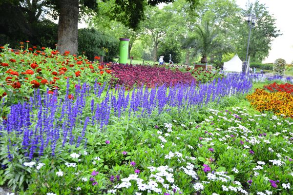 Perennials Planting in Costa Mesa