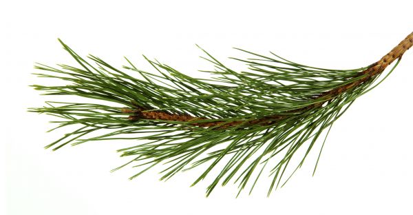 Pine Needles Installation in Costa Mesa
