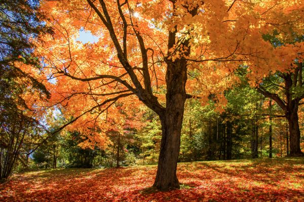 Maple Tree Planting in Costa Mesa