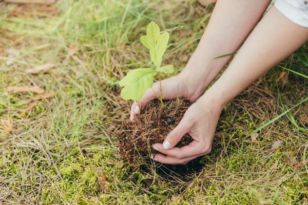 Oak Tree Planting in Costa Mesa