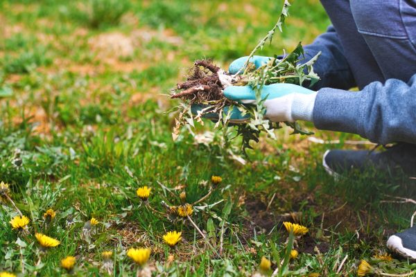 Flower Bed Clearing in Costa Mesa
