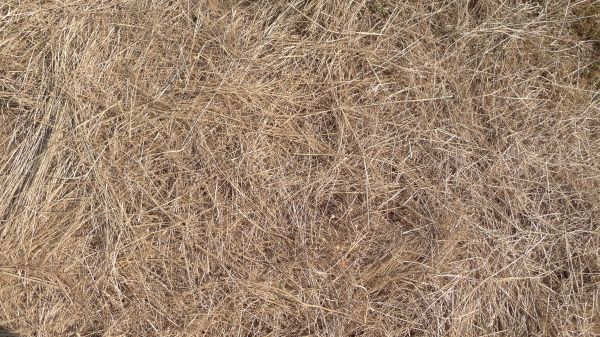 Pine Straw Replacement in Costa Mesa