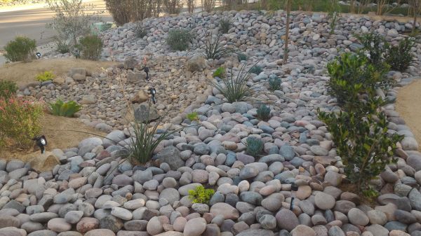 Yard Xeriscaping in Costa Mesa