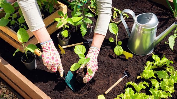 Garden Bed Installation in Costa Mesa