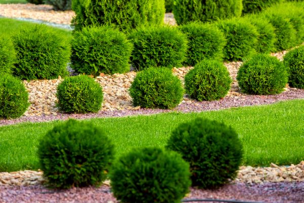 Bush Replacement in Costa Mesa