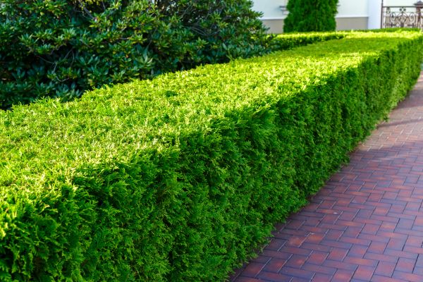 Hedge Installation in Costa Mesa