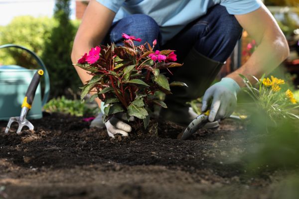 Plant Replacement in Costa Mesa