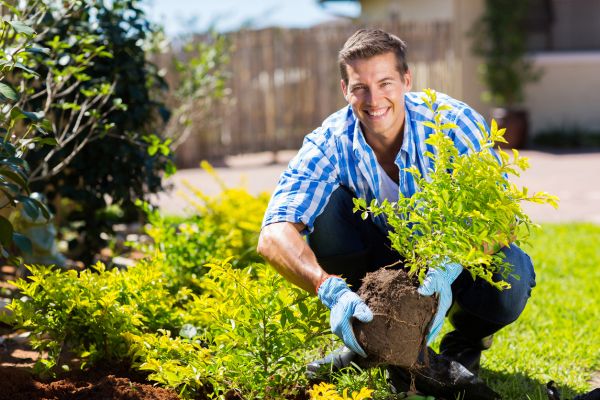 Shrub Landscaping in Costa Mesa