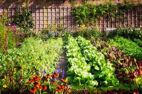 Garden Planting Service in Costa Mesa