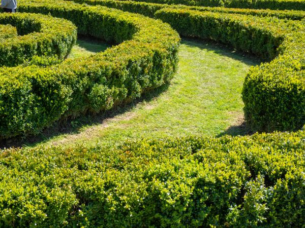 Bush Landscaping in Costa Mesa