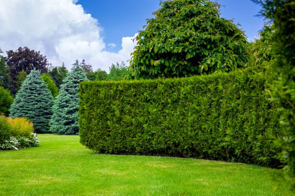 Hedge Landscaping in Costa Mesa