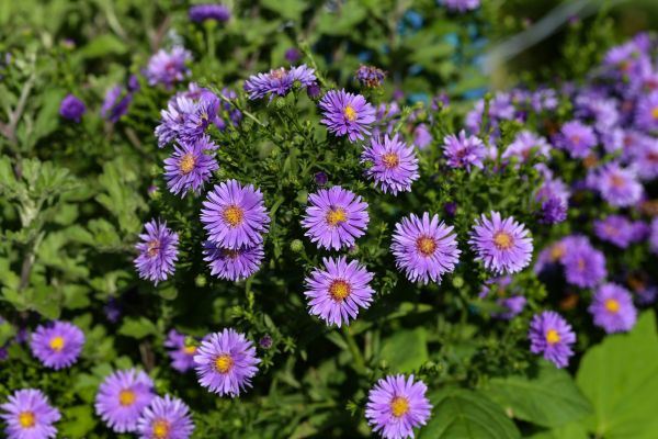 Perennial Flower Planting in Costa Mesa