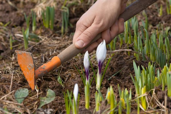 Flower Garden Weeding in Costa Mesa