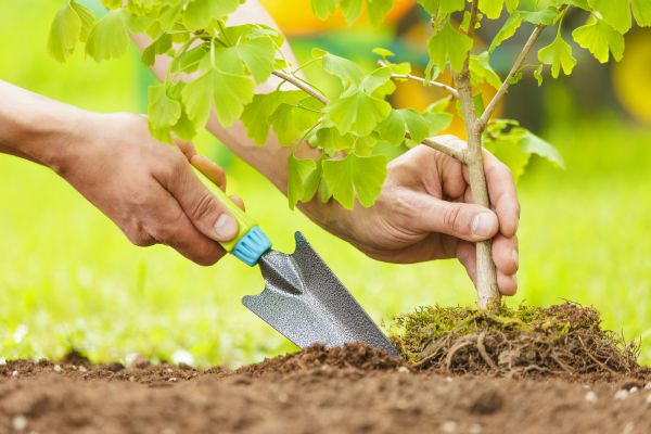Fruit Tree Planting in Costa Mesa
