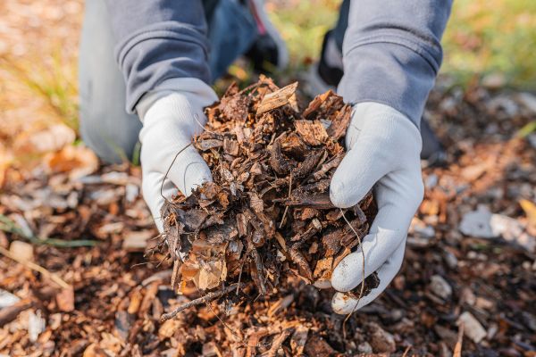 Shredded Mulch Installation in Costa Mesa