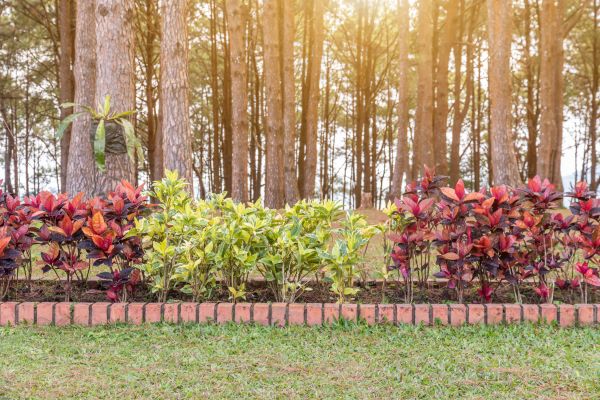 Small Garden Landscaping in Costa Mesa