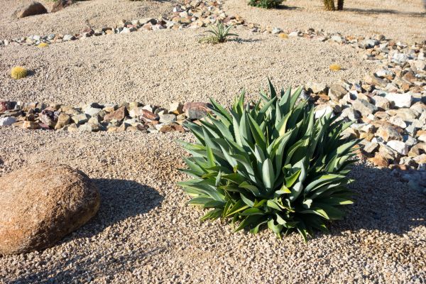 Xeriscaping Service in Costa Mesa