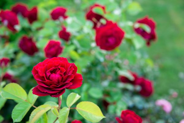 Rose Planting in Costa Mesa