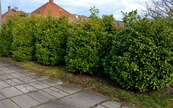 Privacy Shrub Installation in Costa Mesa
