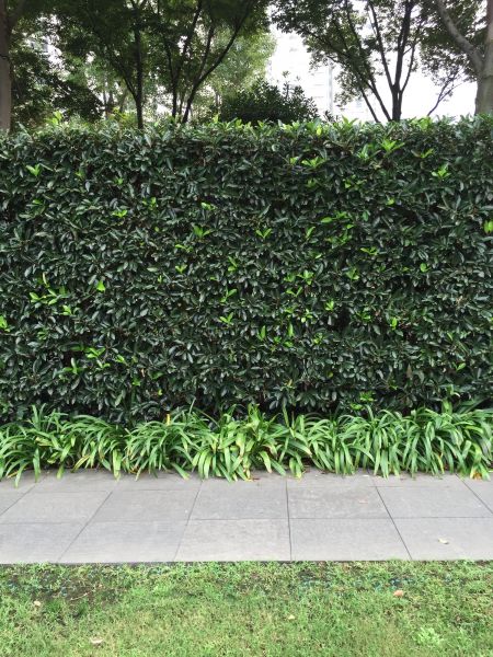 Privacy Shrub Planting in Costa Mesa