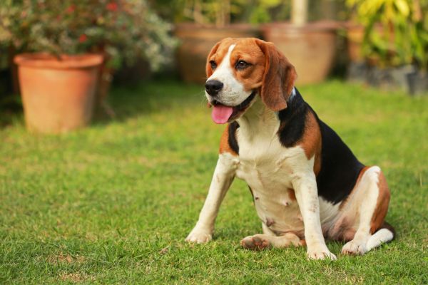 Dog Friendly Landscaping in Costa Mesa