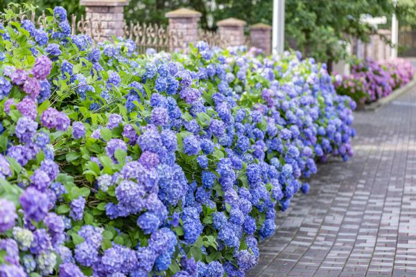 Hydrangea Landscaping in Costa Mesa