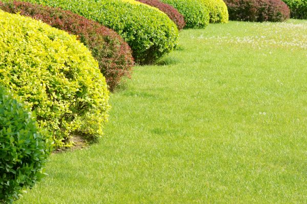 Shrubbery Planting in Costa Mesa