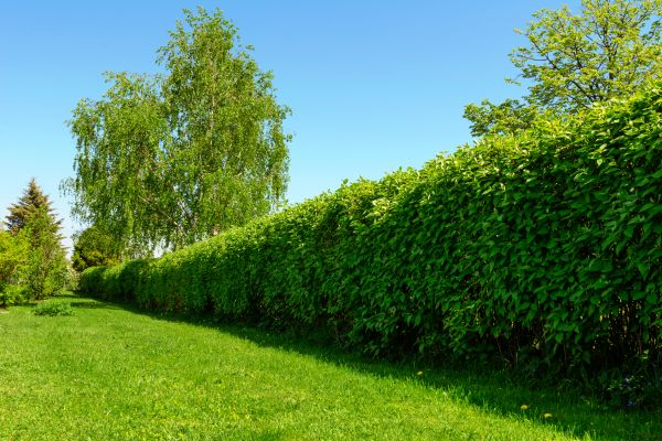 Hedge Replacement in Costa Mesa