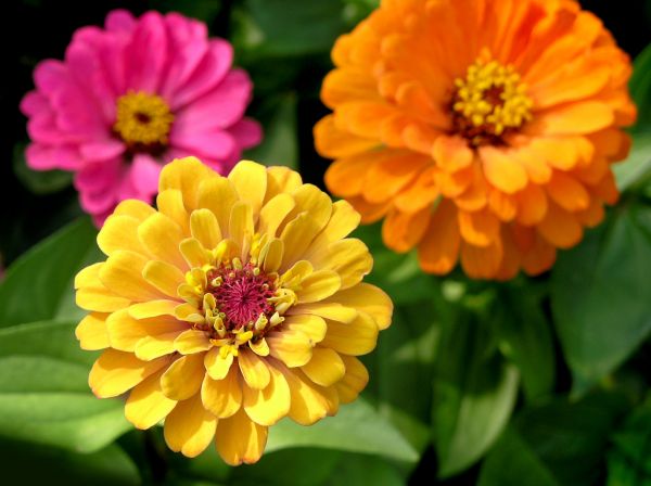 Zinnia Planting in Costa Mesa