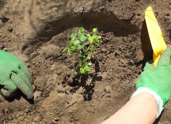 Rose Bush Planting in Costa Mesa