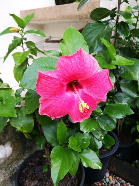 Hibiscus Planting in Costa Mesa