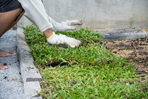 Ground Cover Planting in Costa Mesa